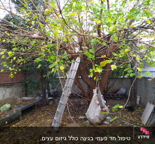 סולם ליד עץ עם ענפים גזומים